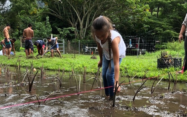 A keiki plants huli (taro shoots) in a Waipiʻo Valley loʻi while community members work the muddy patches in the background.